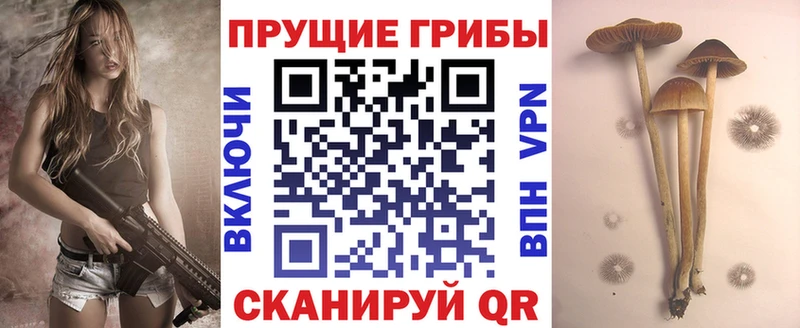 продажа наркотиков  Тында  Псилоцибиновые грибы Psilocybine cubensis 